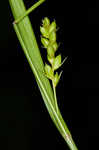 Inflated narrow-leaf sedge